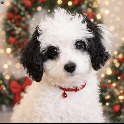 Lolita/Cavapoo									Puppy/Female	/36 Weeks,This female pup is 4 lbs, dewormed, and current on vaccines. She’s been house raised with both parents and is well-socialized. She’s playful, friendly, and very affectionate—a perfect family pup. Call for pickup info, and to schedule a meet & greet.