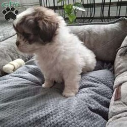 Button/Shih-Poo									Puppy/Female	/6 Weeks,Hey there!  Meet Button,  AKA cute as a button! She is a lively little pup, the only one in the litter, so she comes up with lots of cute little games, all by herself! Loves attention and also playing all by herself. She will be a great addition to any loving home!