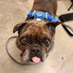 Adopt a dog:Sando/Bulldog/Male/10 y,  1 m,This dog’s adoption fee has been generously sponsored! Arriving from Fresno, meet mister Sando, the 10-year French Bulldog mix! Sando enjoys going at his own pace like the senior sweetie he is. A gentle boy, Sando is a slow mover who likes things to happen on his time. With some time and treats, he will become your sweet BFF who leans in for pets and love. Sando is a bit nervous about new humans reaching for him so would love some delicious snacks to help him understand that you’re a friend. He’s ready to go on some (not-very-fast-paced) walks with you or lounge on the couch by your side! He wants to curl up in the sun and enjoy his golden years with a new friend; could that be you? Come meet him and find out!
