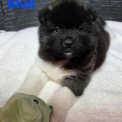 American akita puppies/Akita/Female/Sex: Mixed Litter,We have 7 stunning chunky akita puppies ready to be reserved. They are 5 weeks old, 4 girls (pink, red, orange, yellow) & 3 boys (blue/reserved, green, silver) 
