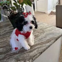 Lolita/Cavapoo									Puppy/Female	/36 Weeks,This female pup is 4 lbs, dewormed, and current on vaccines. She’s been house raised with both parents and is well-socialized. She’s playful, friendly, and very affectionate—a perfect family pup. Call for pickup info, and to schedule a meet & greet.