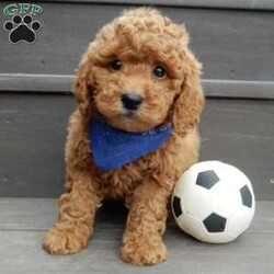 Kole/Mini Goldendoodle									Puppy/Male	/12 Weeks,Get ready for some puppy snuggles! My name is Kole and I’m the sweetest F1b mini goldendoodle! One look into my warm, loving eyes and at my super soft fluffy coat and I’ll be sure to have captured your heart already! I’m very happy, playful and very kid friendly and I would love to fill your home with all my puppy love!! I have a very sweet personality, and I love giving kisses. I stand out above the rest with my sweet, loving personality and my beautiful red coat and my cute puppy eyes! I will come to you vet checked and up to date on all vaccinations and dewormings . I come with a 1-year guarantee with the option of extending it to a 3-year guarantee and shipping is available! My mother is Jody, an F1 Goldendoodle weighing 35# and my father is Atlas, an AKC 16# mini Poodle and he is genetic tested! Both of my parents are very sweet and kid friendly which will make me the same!! I will grow to approx. 20-25# and I will be hypoallergenic and non shedding!!!… Why wait when you know I’m the one for you? Call or text Martha to make me the newest addition to your family and get ready to spend a lifetime of tail wagging fun with me! (7% sales tax on in home pickups)