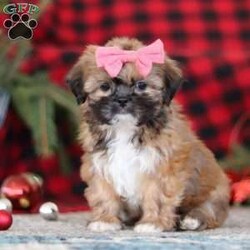 Allie/Lhasa Apso									Puppy/Female	/12 Weeks,Meet Allie! She is an absolutely adorable ACA Lhasa Apso puppy with a sweet, loving personality and a heart full of joy. This happy little girl loves to explore, trot around with confidence, and soak up every cuddle she can get. Her soft, fluffy coat and bright, expressive eyes make her truly irresistible, and her gentle nature combined with playful antics is sure to steal your heart. Whether curled up for a cozy nap or bouncing around during playtime, she brings smiles wherever she goes.