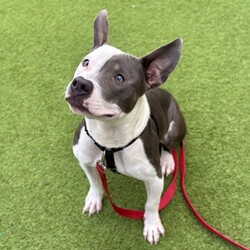 Adopt a dog:Seltzer/Terrier/Male/1 y,  2 m,This dog’s adoption fee has been generously sponsored! Seltzer is bubbling over with excitement, ready to meet you! This 1-year-old Pittie mix is a playful and inquisitive young man, always ready to sniff out new things and really figure out who’s peed on this bush before him. Transferred from our neighbors over at SF Animal Care and Control, Seltzer has a confident, city-boy attitude you just can’t fake and is ready to take on every part of this city by your side. Seltzer can be a bit overexcited at times and is relying on his adopters to learn what to do instead but he’s been doing great so far! He’s ready to give you all of the affection as he looks at you with absolute love. If you’re ready for a sweet, young dog who just needs someone to follow, meet Seltzer today!