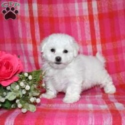Winston (Tiny)/Bichon Frise									Puppy/Male	/November 24th, 2025,Winston is a precious Bichon Frise puppy with a gentle soul and a heart full of love. Expected to mature at just 7–9 pounds, Winston will remain delightfully tiny while providing an enormous amount of joy. His soft, cloud-like coat and sweet personality make him irresistible.