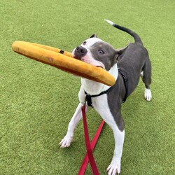 Adopt a dog:Seltzer/Terrier/Male/1 y,  2 m,This dog’s adoption fee has been generously sponsored! Seltzer is bubbling over with excitement, ready to meet you! This 1-year-old Pittie mix is a playful and inquisitive young man, always ready to sniff out new things and really figure out who’s peed on this bush before him. Transferred from our neighbors over at SF Animal Care and Control, Seltzer has a confident, city-boy attitude you just can’t fake and is ready to take on every part of this city by your side. Seltzer can be a bit overexcited at times and is relying on his adopters to learn what to do instead but he’s been doing great so far! He’s ready to give you all of the affection as he looks at you with absolute love. If you’re ready for a sweet, young dog who just needs someone to follow, meet Seltzer today!