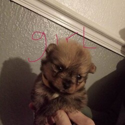 Pomeranian /Pomeranian/Female/Sex: Mixed Litter,Hi there i have 5 beautiful pomeranian puppy 4 boys and one girl mum and dad can be seen as i owe them both of them £100 none refundable 