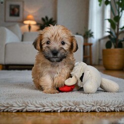 Lilly/Morkie / Yorktese									Puppy/Male	/11 Weeks,Are you looking for an awesome puppy ? This one would love to be your buddy !! Bred to bring joy and love to your life . This youngster is waiting on you .