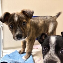 Adopt a dog:Bodie/Australian Cattle Dog/Male/2 m,This curious pup is ready to explore what the world has to offer. They might chew or eat weird things as they learn what to do instead, so they’ll be counting on you to teach them through patience and puppy love. They’re looking for adopters who will commit to continuing their puppy education and socialization. They can’t wait to meet you! Get 50% off your puppy adoption fee for successfully completing our Puppy Parent Orientation + quiz!