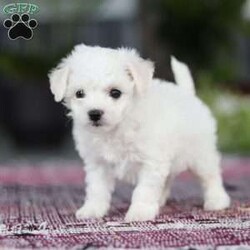 Cayli/Bichon Frise									Puppy/Female	/6 Weeks,Cayli is an absolutely adorable AKC Bichon puppy with a heart as soft as her fluffy white curls. This sweet little girl has the brightest, most curious eyes and a playful spirit that makes everyone fall in love with her instantly. Whether she’s prancing around with her tiny paws, snuggling up for cuddles, or showing off her gentle, loving personality, Cayli brings pure joy wherever she goes. She’s the perfect mix of elegance and puppy mischief—an irresistibly cute little companion who’s clearly destined to be someone’s very best friend,