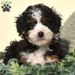 Riley/Mini Bernedoodle									Puppy/Female	/10 Weeks,Riley is a lively, bright-spirited micro Bernedoodle with a classic black tri coat and a heart full of fun. From the moment he began toddling around the whelping area, Riley has brought an unmistakable spark to the litter. He loves movement, engagement, and connection—always ready to chase a toy, discover a new space, or greet his people with confident enthusiasm. Riley isn’t just energetic; he’s wonderfully intelligent. He watches closely, learns quickly, and naturally enjoys interactive play, making him a fantastic candidate for early training and family involvement.