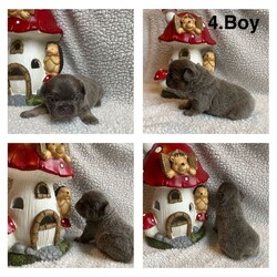 Husky fluffy frenchies /French Bulldog/Female/Sex: Mixed Litter,Outstanding litter of 6 beautiful visual fluffy and fluffy carriers. All healthy, playful, content and adorable! 