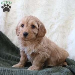 Finn/Mini Goldendoodle									Puppy/Male	/December 16th, 2025,Meet Finn, our adorable Miniature Goldendoodle puppy with beautiful white markings and a sweet, playful personality. Finn is happy, affectionate, and loves being around people. He loves belly rubs, cuddles, and exploring the world with curiosity! If you’re looking for a loyal companion and a new best friend, this pup is the perfect match.