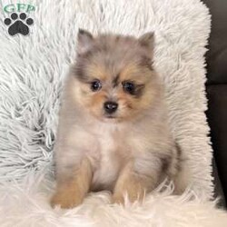Finn/Pomeranian									Puppy/Male	/8 Weeks,Hi there! I’m Finn, an adorable little purebred AKC registered black tan merle Pomeranian boy with a fluffy coat, teddy bear looks, and beautiful coloring — including FOUR little feet with cute white toes! Both of my parents are around 6-7 pounds, so I should stay nice and small, making me a great little companion to take along and enjoy every day! I’m being raised by a loving family with daily handling and socialization so I’ll be ready to fit right into my forever family Here’s a little about me: Purebred AKC Registered Black Tan Merle Coloring FOUR Feet With White Toes Thick Fluffy Coat Teddy Bear Look Family Raised & Well Socialized Up To Date On Vaccines & Deworming Vet Checked Health Guarantee Included! Delivery is available right to your door! Contact my humans with any questions or to make me a part of your family!