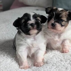 Two papillon puppies /Papillon/Female/Sex: Female,Wonderful papillon female girls born on boxing day ,mum and dad both imported from abroad full pedigree dogs ,dad KC registered and mum WCF registered with 5 generation pedigree