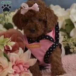 Zoe/Toy Poodle									Puppy/Female	/7 Weeks,Hello, we have a litter of Red Toy poodles that are now ready to go to their new homes, these are NOT some backyard bred mixed breed pups, these are AKC Registered purebred poodle pups from Champion Show Lines, I have 4 Males and 1 Female available, they will be up to date on vaccinations and deworming, they will also come with their AKC paperwork along with their shot records etc, my pups have been raised indoor under foot since birth, they have been fed premium food and filtered water since being weaned, they are super cute, playful and very loving, my pups will range in the 6.5 to 9lbs range when they are full grown, Ive got two males that are going to be on the smaller side (6 ish lbs wen full grown) and 2 males that will be a little bigger (7 to 9Lbs) we are looking for loving families that plan on taking great care of the puppy, no breeders or Kennels, only loving homes where they will live inside snuggled up with you, call or text if you would like to come see the pups, both Mom and Dad are here on site so you are welcome to come meet them as well, if you are not in the area we can meet at a halfway point as long as its a reasonable distance (within two hours) call or text