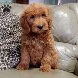 Kole/Mini Goldendoodle									Puppy/Male	/12 Weeks,Get ready for some puppy snuggles! My name is Kole and I’m the sweetest F1b mini goldendoodle! One look into my warm, loving eyes and at my super soft fluffy coat and I’ll be sure to have captured your heart already! I’m very happy, playful and very kid friendly and I would love to fill your home with all my puppy love!! I have a very sweet personality, and I love giving kisses. I stand out above the rest with my sweet, loving personality and my beautiful red coat and my cute puppy eyes! I will come to you vet checked and up to date on all vaccinations and dewormings . I come with a 1-year guarantee with the option of extending it to a 3-year guarantee and shipping is available! My mother is Jody, an F1 Goldendoodle weighing 35# and my father is Atlas, an AKC 16# mini Poodle and he is genetic tested! Both of my parents are very sweet and kid friendly which will make me the same!! I will grow to approx. 20-25# and I will be hypoallergenic and non shedding!!!… Why wait when you know I’m the one for you? Call or text Martha to make me the newest addition to your family and get ready to spend a lifetime of tail wagging fun with me! (7% sales tax on in home pickups)