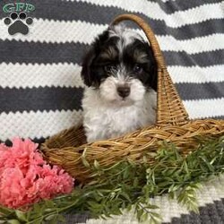 Mason/Maltipoo									Puppy/Male	/8 Weeks,Meet our adorable Maltipoo puppy! Our goal is to raise happy and healthy puppies! Each puppy is well socialized and played with daily by our children! This puppy is up to date on all vaccines and dewormer! It will come with vet papers and a 1 year health guarantee! Call or text to reserve this cuddly pup!