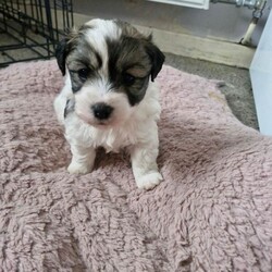 Jack russell bichon frise pups/Jack Russell/Female/Sex: Mixed Litter,Beautiful teddy faced babies well used to cats and humans. Ready to go shortly eating solids well. Mother is in pictures