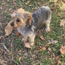 Jenna/Yorkie									Puppy/Female	/December 16th, 2025,Meet Jenna! This affectionate Yorkie puppy is vet checked & up to date on shots & wormer. She can be registered with the ACA, plus comes with a 30 day health guarantee provided by the breeder! Jenna is well socialized & can’t wait to join in on all the fun at your place!