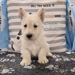 Vincent/Scottish Terrier									Puppy/Male	/December 17th, 2025,Meet Vincent a spunky little Scottish Terrier, AKC Reg. , Microchipped,  vet checked and shots are up to date.  health tested parents.  