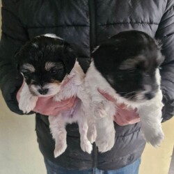Jack russell bichon frise pups/Jack Russell/Female/Sex: Mixed Litter,Beautiful teddy faced babies well used to cats and humans. Ready to go shortly eating solids well. Mother is in pictures
