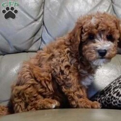 Lenny/Mini Goldendoodle									Puppy/Male	/12 Weeks,Looking for the perfect puppy to add sunshine to these chilly winter days? Look no further! My name is Lenny and I’m the sweetest F1b mini goldendoodle! One look into my warm, loving eyes and at my super soft fluffy coat and I’ll be sure to have captured your heart already! I’m very happy, playful and very kid friendly and I would love to fill your home with all my puppy love!! I have a very sweet personality, and I love giving kisses. I stand out above the rest with my sweet, loving personality and my beautiful red coat with white markings and my cute puppy eyes! I will come to you vet checked and up to date on all vaccinations and dewormings . I come with a 1-year guarantee with the option of extending it to a 3-year guarantee and shipping is available! My mother is Ellie, an F1 Goldendoodle weighing 23# and my father is Louie, a 12# mini Poodle and he is genetic tested! Both of my parents are very sweet and kid friendly which will make me the same!! I will grow to approx. 15-20# and I will be hypoallergenic and non shedding!!!… Why wait when you know I’m the one for you? Call or text Martha to make me the newest addition to your family and get ready to spend a lifetime of tail wagging fun with me! (7% sales tax on in home pickups)