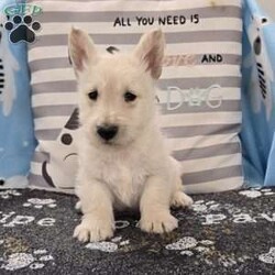 Vincent/Scottish Terrier									Puppy/Male	/December 17th, 2025,Meet Vincent a spunky little Scottish Terrier, AKC Reg. , Microchipped,  vet checked and shots are up to date.  health tested parents.  