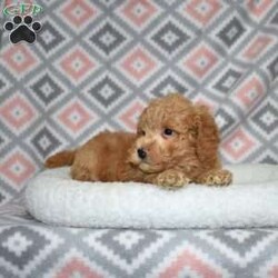 Peanut/Bich-Poo									Puppy/Male	/December 1st, 2025,Peanut is a sweet Bich Poo puppy with a golden coat and charming white accents. His playful, goofy personality makes him impossible not to love. Peanut thrives on interaction and loves being part of family life.
