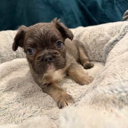 READY NOW - Fluffy French Bulldog/French Bulldog/Female/Sex: Mixed Litter,We’ve got some absolutely adorable FLUFFY French Bulldog puppies ready to find their loving families
