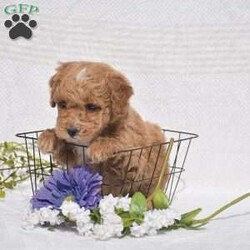 Chestnut/Mini Goldendoodle									Puppy/Male	/January 7th, 2026,Hello everyone we have an adorable litter of 4 Mini Goldendoodle puppies which are F1BB generation!! Mini Goldendoodles are a top quality breed and one of the number #1 family choice dog breeds! With there low shedding and hypoallergenic fur coat, fun playful ness and loving companionship your next furry friend is definitely one of these 4 sweet little ones. There mother is a Mini Goldendoodle 25lb and there father is a Mini Poodle 18lb and has been Genetic tested CLEAR!! Each puppy in this litter goes home with a 1 year health guarantee, custom info packet, vet records, shots & dewormer and family socialization started and so much more! Dont wait call now to reserve or schedule a in person visit! Thank you!