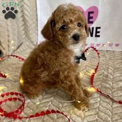 Grant/Toy Poodle									Puppy/Male	/11 Weeks,Meet Grant! These sweet AKC-registered Toy Poodle puppies are raised with lots of love and attention. They are microchipped and come from genetically tested parents, Rambo (4.5 lbs) and Brinley (8.5 lbs). Each puppy is vet checked, up to date on shots and wormer, and goes home with a 30-day health guarantee plus a 2-year genetic health guarantee. Raised around kids, they are well socialized, playful, and affectionate with great little temperaments. They’re truly wonderful pups looking for loving homes. Grant is 100 genetically clear and has an approximated adult weight of 6-8 lbs.