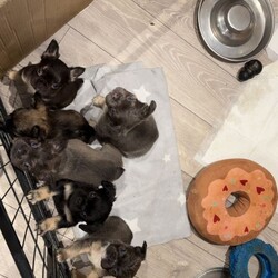 READY NOW - Fluffy French Bulldog/French Bulldog/Female/Sex: Mixed Litter,We’ve got some absolutely adorable FLUFFY French Bulldog puppies ready to find their loving families
