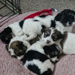 Jack russell bichon frise pups/Jack Russell/Female/Sex: Mixed Litter,Beautiful teddy faced babies well used to cats and humans. Ready to go shortly eating solids well. Mother is in pictures