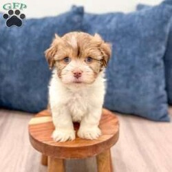 Harry/Havanese									Puppy/Female	/8 Weeks,Hello there!  I’m Harry a beautiful Havanese puppy! These puppies have a Mom that weighs around 11 pounds and Dad weighs around 12 pounds! Harry is the perfect addition to any family. Don’t miss the opportunity to bring home this delightful Havanese puppy! I’m well socialized with children and ready to fit into your family! I would love to fill your home with all of my  puppy love! I have been vet checked, microchipped and I am up to date on vaccinations and dewormings and will come with a one year genetic health guarantee. Call or text anytime to make me the newest addition to your family and get ready to spend a lifetime of tail wagging fun!