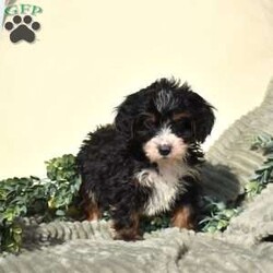 Flax/Mini Bernedoodle									Puppy/Male	/25 Weeks,Flax is a chocolate-coated micro Bernedoodle with a personality as rich and inviting as his fur. Curious, playful, and affectionate, Flax brings energy and warmth to every room he enters. His soft, hypoallergenic coat makes cuddles cozy and safe, perfect for snuggling after a busy day of play.