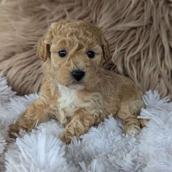 Sally/Bich-Poo									Puppy/Female	/6 Weeks,Hi meet Sally! I am a happy puppy. Looking for a loving home and someone to take my puppy Kisses ! My mom Bailey weighs around 12 lb and Daddy Sarge weighs around 14 lb. They are both happy and healthy! If you would love to snuggle with me, please give Rebecca a call or text and she would love to chat with you! 