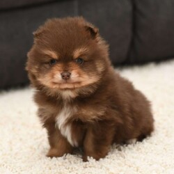 Patrick/Pomeranian									Puppy/Male	/8 Weeks,To contact the breeder about this puppy, click on the “View Breeder Info” tab above.