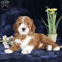 Dallas/Mini Goldendoodle									Puppy/Male	/7 Weeks,Take a look at our adorable Miniature Goldendoodle puppies! The mother, Christina, is a Mini Goldendoodle and father, Johnny Boy, is a Miniature Poodle. Each of these sweet puppies will come up-to-date on shots and dewormer and will be vet checked. Our puppies will also come with a 30-day Health Guarantee! To learn more about our puppies, contact us today!