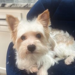 Cyrus/Yorkie									Puppy/Male	/16 Weeks,Cyrus is a handsome white and tan boy with lots of personality very playful and loving will definitely steal your heart out your chest and fill your home with warmth