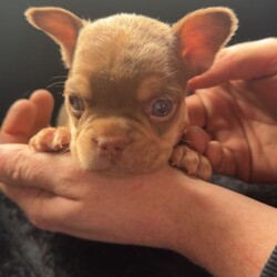 French bulldogs/French Bulldog/Female/Sex: Mixed Litter,We have a mixed litter of fluffy and non fluffy French bulldogs male and female available. 