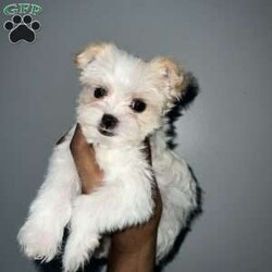 Cyrus/Yorkie									Puppy/Male	/16 Weeks,Cyrus is a handsome white and tan boy with lots of personality very playful and loving will definitely steal your heart out your chest and fill your home with warmth