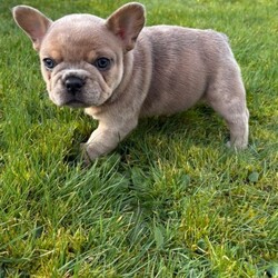 Last 2 French bulldog puppies/French Bulldog/Female/Sex: Mixed Litter,We are thrilled to introduce our stunning litter of 4 French Bulldog puppies, born on 09/01/2026 from the exceptional pairing of Fluffs & Pink ops.