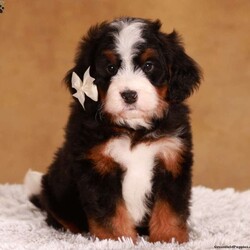 Myla/Mini Bernedoodle									Puppy/Female	/15 Weeks,Meet Myla! She is an amazing little girl. She has absolutely stunning Bernese markings but she also has the benefit of being hypoallergenic! She will have a beautiful thick wavy coat when she is full grown. We expect her to be around 30-40 pounds full grown. Myla is very outgoing and can’t wait for her next adventure! She is a little love bug and she loves to give kisses. If your looking for a great family dog or hiking companion, Myla is your girl! We would love to have you come visit her! Reach out to us by call or text at to set up a in person visit or a Zoom call if that fits your schedule better. Such an amazing little girl won’t be available long! Both of Myla’s parents are they are very healthy dogs! So we have very high expectations for Myla and we want her to have a great life with a great family! Myla will also come home with all of her vaccinations and deworming up-to-date, a doctors health certificate, and a two year genetic health guarantee. She will also be microchipped.