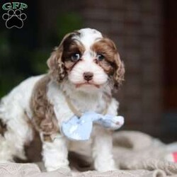 Emmett/Cockapoo									Puppy/Male	/11 Weeks,Introducing an adorable F1 Cockapoo named Emmett! This boy is the definition of sweet and lovable—always ready to greet people with tail wags and snuggles. He has a playful side too, especially when there’s a toy involved or a new spot to explore. With his soft, wavy coat and warm eyes, he knows exactly how to melt hearts. Whether it’s joining in on adventures or curling up for a cozy nap, this little one may just be the perfect little sidekick for your family!