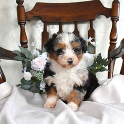 Pebbles/Mini Bernedoodle									Puppy/Female	/10 Weeks,Meet Pebbles! This super cute Mini Bernedoodle puppy is vet checked & up to date on shots & wormer, plus comes with a health guarantee provided by the breeder! Pebbles is well socialized & currently being family raised with children!