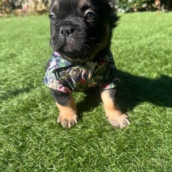 Frenchie ready now/French Bulldog/Female/Sex: Male,Hiya we have one beautiful black and tan fluffy frenchie from a litre of 5.