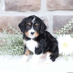 Brody/Cavapoo									Puppy/Male	/February 10th, 2026,Brody is doing Fabulous, Very playful, Socialized and ready for his forever home, Call, Text or Email to schedule a meet, You can schedule a meeting here at our home or Virtually via Facetime or Google meet.