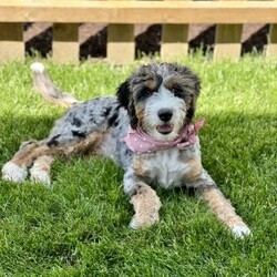 Dot/Mini Bernedoodle									Puppy/Female	/7 Weeks,Meet Dot! These beautiful babies are being well loved and pre spoiled, waiting for their forever home. We are guessing they will be under 30lbs full grown and will make a great addition to any home. They will be up to date on dewormer and puppy vaccinations and vet appointments. They will come microchipped with a tag and all of their up to date paperwork and current dog food in a goody bag to take home. We require a deposit via venmo to hold your puppy. You can come pick your puppy up at our office or we are able to ship for a seperate fee! Reach out via text, call, or email! 