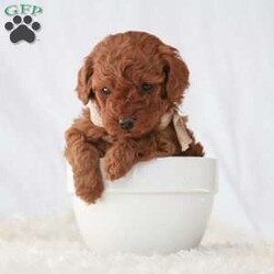 Maverick/Toy Poodle									Puppy/Male	/February 8th, 2026,Meet Maverick! An adorable Easter puppy! Pictures are cute, but they don’t do justice! He is a playful cuddly ball of fur with a gorgeous deep red coat. He has a fun loving personality that makes him a very playful puppy. He is being well taken care of in our house till he can find his new family. His mom is around 9 pounds, and his dad 5 pounds. He will come to you fully vaccinated and dewormed. He will also be microchipped! I send a bag of puppy food he’s currently on as well as a folder of papers along home with you. I aim to make the adoption process as smooth as possible for you, and if you have any questions don’t hesitate to reach out to me!